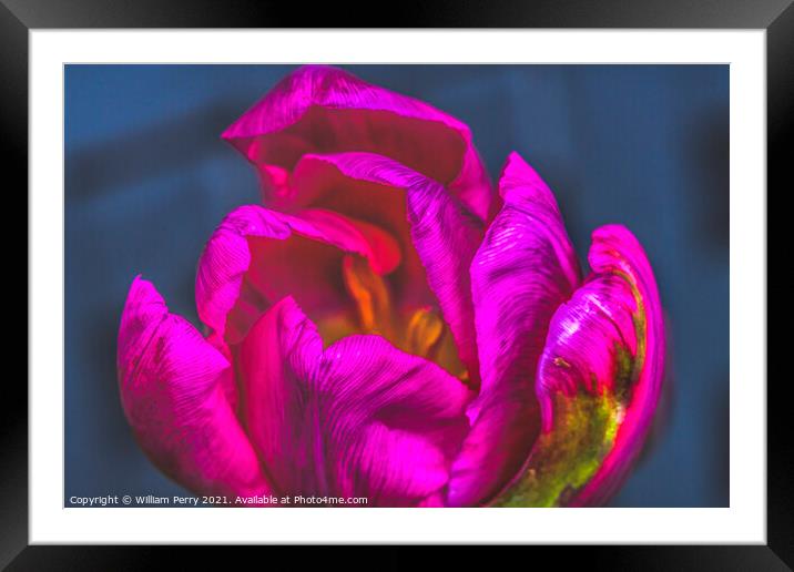 Pink Green Darwin Tulip Blooming Macro Framed Mounted Print by William Perry