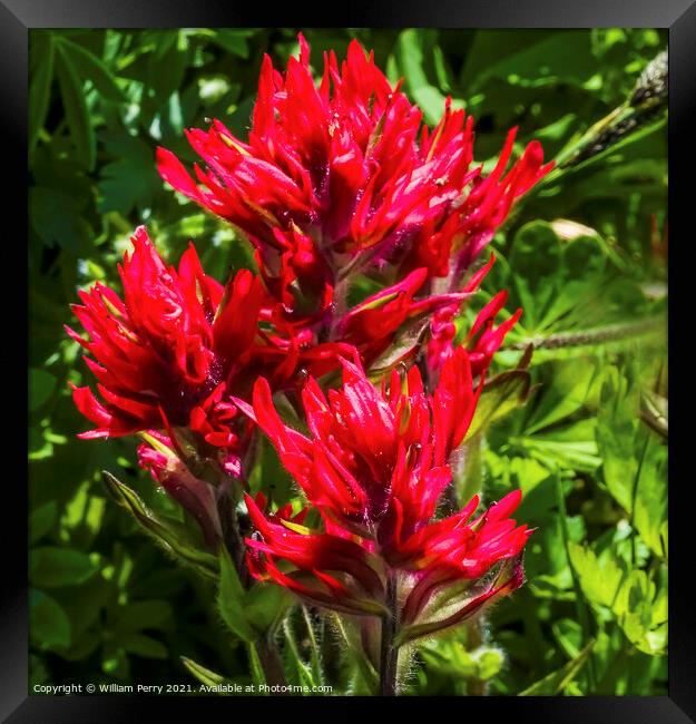 Magenta Indian Paintbrush Wildflower Mount Rainier Paradise Framed Print by William Perry