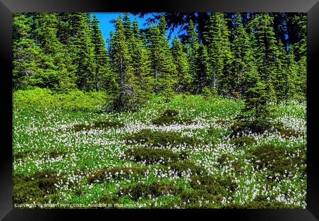 White Avalanche Lilies Wildflowers Mount Rainier Paradise Framed Print by William Perry