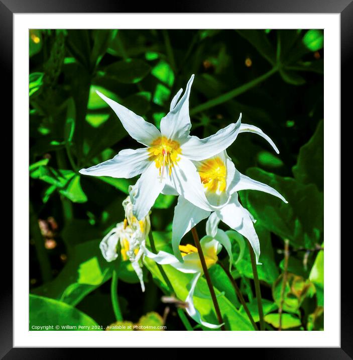 White Avalanche Lily Wildflower Mount Rainier Paradise Framed Mounted Print by William Perry
