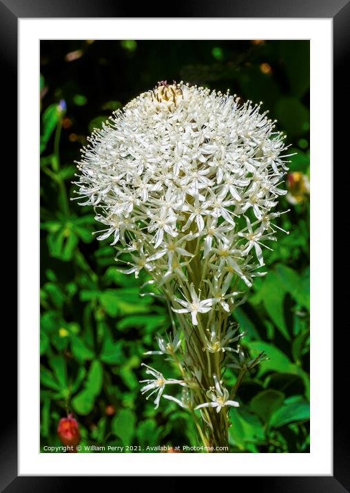 White Bear Grass Wildflower Mount Rainier Paradise Framed Mounted Print by William Perry