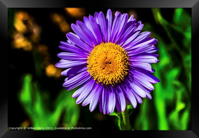 Purple Yellow Subalpine Daisy Wildflower Mount Rainier Paradise Framed Print by William Perry