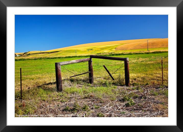 Farm Green Yellow Wheat Grass Fence Blue Skies Palouse Washingto Framed Mounted Print by William Perry