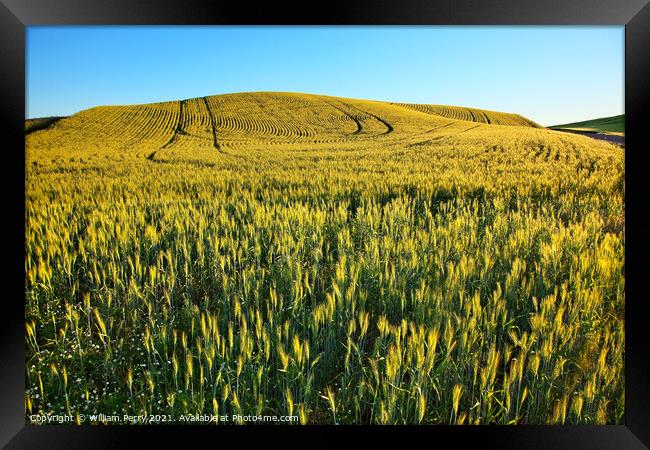 Green Wheat Grass Patterns Blue Skies Palouse Washington State Framed Print by William Perry