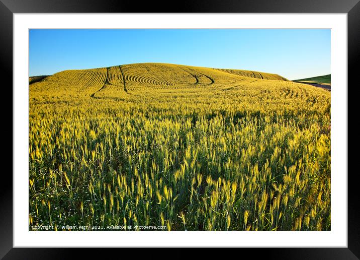Green Wheat Grass Patterns Blue Skies Palouse Washington State Framed Mounted Print by William Perry
