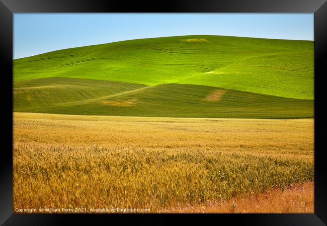 Ripe Yellow Green Wheat Fields Palouse Washington State Framed Print by William Perry