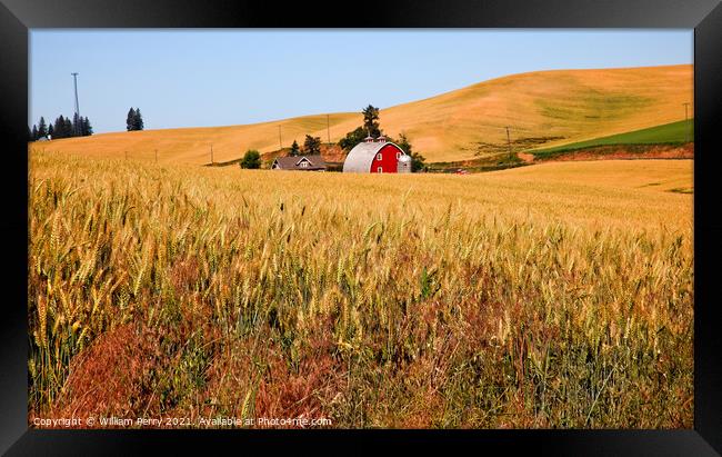 Red Barn in Ripe Wheat Field Palouse Washington State Framed Print by William Perry