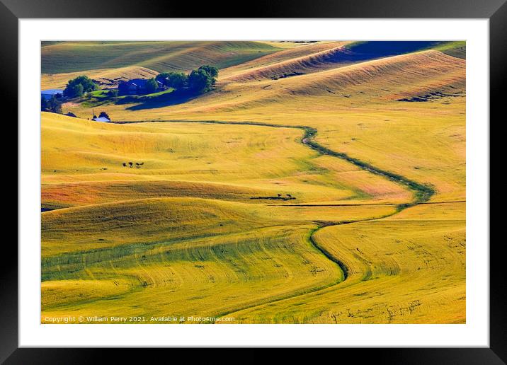 Yellow Green Wheat Grass Farm Road Patterns Palouse Washington Framed Mounted Print by William Perry