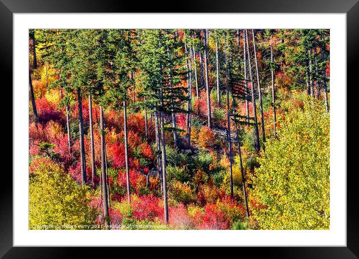 Fall Colors Mountain Sides Forest Stevens Pass Washington Framed Mounted Print by William Perry