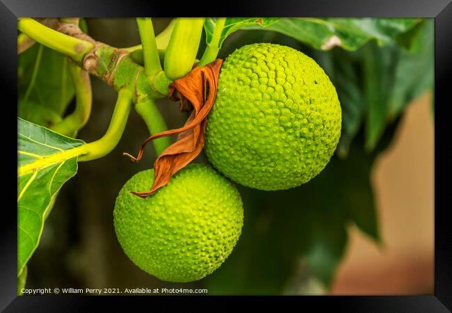 Green Breadfruit Jackfruit Moorea Tahiti Framed Print by William Perry