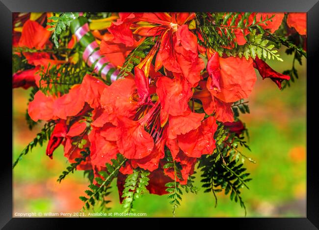 Tropical Flame Tree Flowers Christmas Headwreath Headpiece Moore Framed Print by William Perry