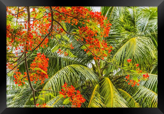 Red Flame Tree  Flowers Palm Tree Moorea Tahiti Framed Print by William Perry