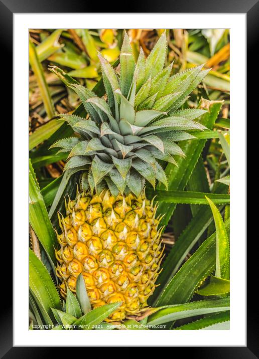 Pineapple Growing Field Moorea Tahiti Framed Mounted Print by William Perry