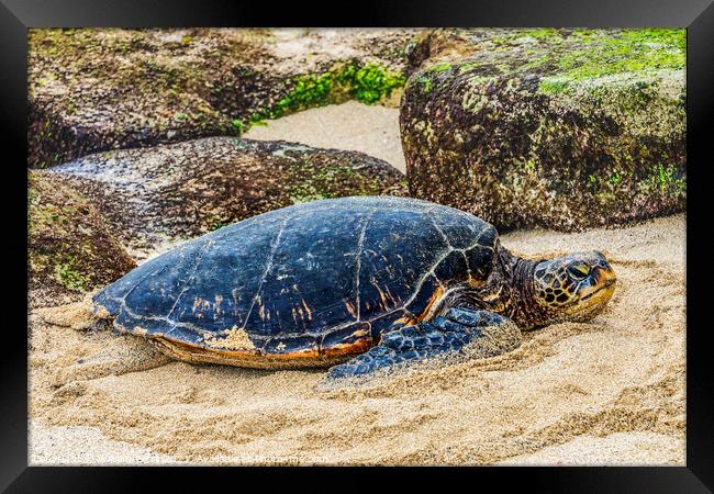 Green Sea Turtle Laying Eggs Maui Hawaii Framed Print by William Perry