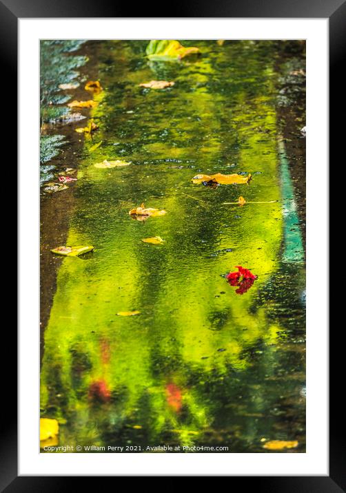 Green Reflection Abstract Water Flowers Leaves Moorea Tahiti Framed Mounted Print by William Perry