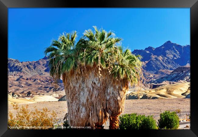 Palm Tree Canyon Desert Death Valley National Park California Framed Print by William Perry