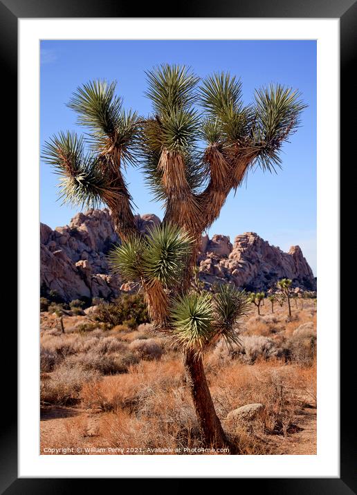 Many Branches Yucca  Brevifolia Mojave Desert Joshua Tree Nation Framed Mounted Print by William Perry