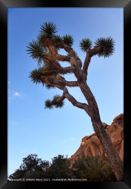 Yucca  Brevifolia Evening Mojave Desert Joshua Tree National Par Framed Print by William Perry