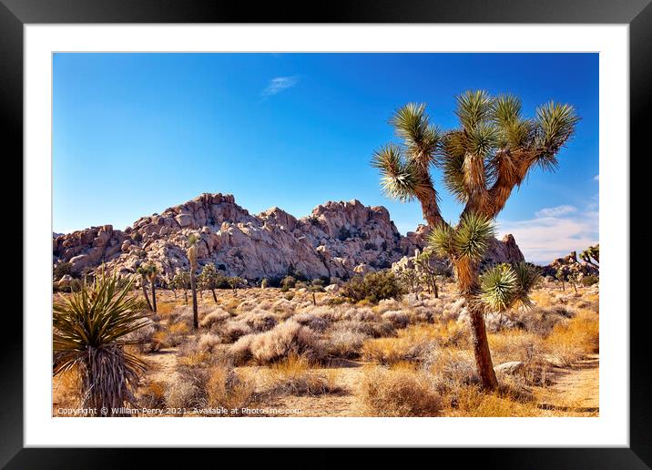 Yucca  Brevifolia Mojave Desert Joshua Tree National Park Califo Framed Mounted Print by William Perry