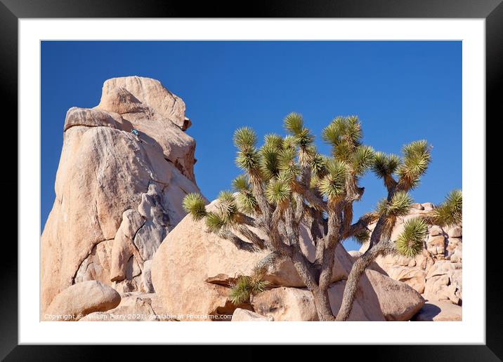 Rock Climb Yucca  Brevifolia Mojave Desert Joshua Tree National  Framed Mounted Print by William Perry