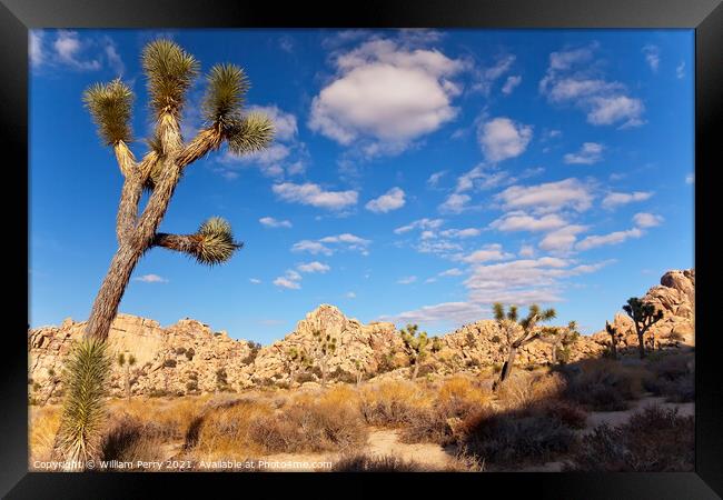 Yucca  Brevifolia Mojave Desert Joshua Tree National Park Califo Framed Print by William Perry