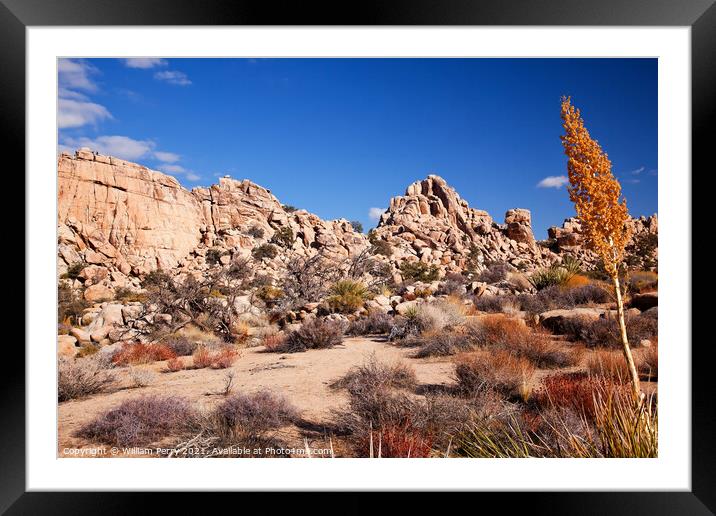 Yucca Nolina Beargrass Hidden Valley Mojave Desert Joshua Tree N Framed Mounted Print by William Perry
