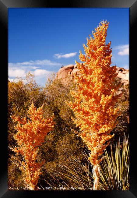 Yellow Nolina Beargrass Blossums Hidden Valley Mojave Desert Jos Framed Print by William Perry