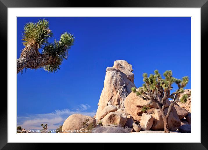 Rock Yucca  Brevifolia Mojave Desert Joshua Tree National Park C Framed Mounted Print by William Perry