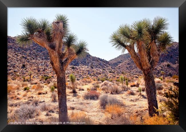 Trees Yucca  Brevifolia Mojave Desert Joshua Tree National Park Framed Print by William Perry