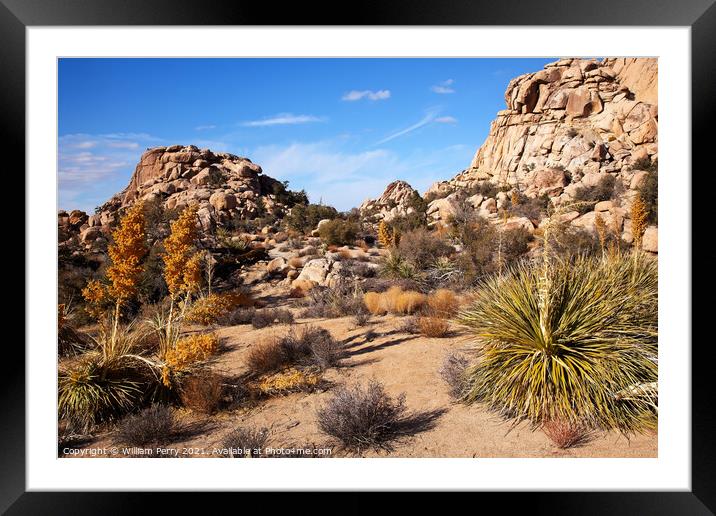 Yucca Nolina Beargrass Mojave Desert Joshua Tree National Park C Framed Mounted Print by William Perry