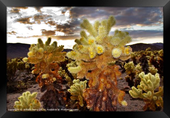 Cholla Cactus Garden Mojave Desert Joshua Tree National Park Cal Framed Print by William Perry