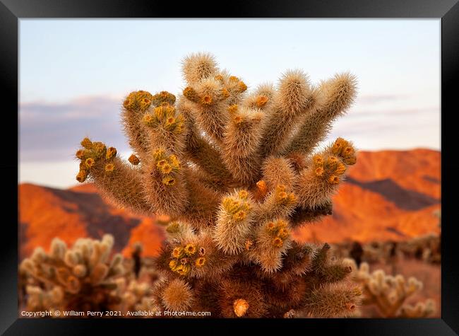 Cholla Cactus Garden Mojave Desert Joshua Tree National Park Cal Framed Print by William Perry