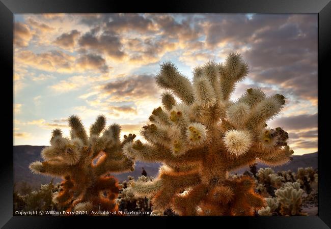 Cholla Cactus Garden Sunset Mojave Desert Joshua Tree National P Framed Print by William Perry