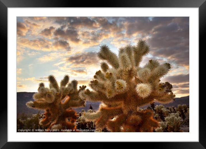 Cholla Cactus Garden Sunset Mojave Desert Joshua Tree National P Framed Mounted Print by William Perry