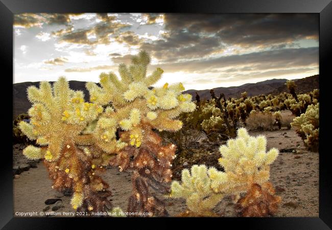 Cholla Cactus Garden Mojave Desert Joshua Tree National Park Cal Framed Print by William Perry