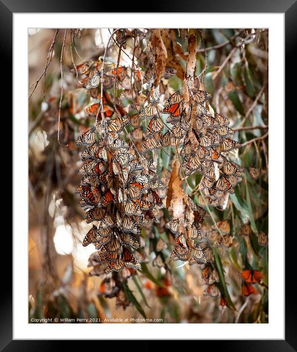 Monarch Butterflies Migration Eilwood Mesa  Grove Goleta Califor Framed Mounted Print by William Perry