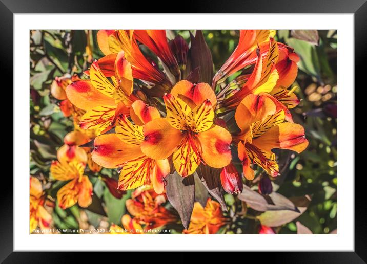 Orange Yellow Peruvian Lillies Flowers Blooming Macro Framed Mounted Print by William Perry
