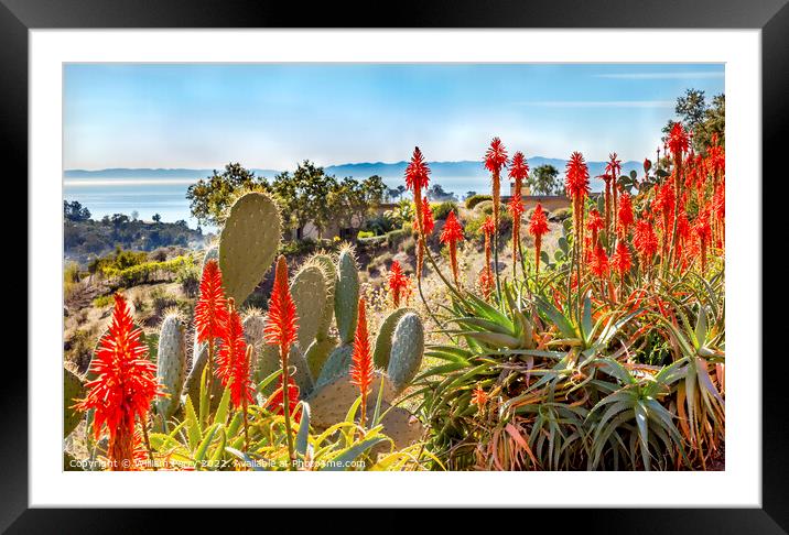Orange Aloe Cactus Santa Barbara California Framed Mounted Print by William Perry