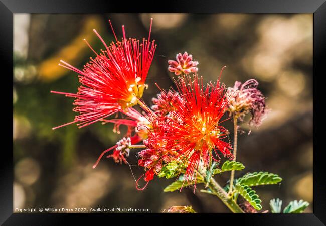 Pink Fairy Duster Blooming Macro Framed Print by William Perry