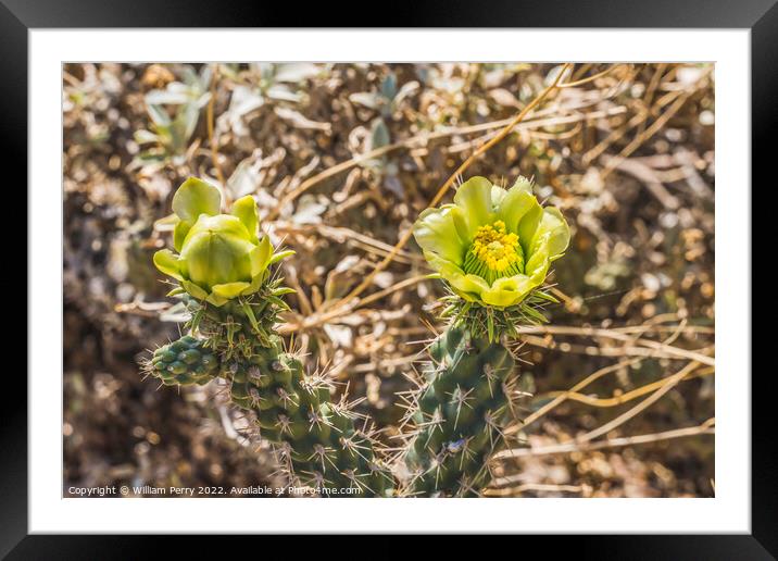 Yellow Blossoms California Cholla Cactus Blooming Macro Framed Mounted Print by William Perry