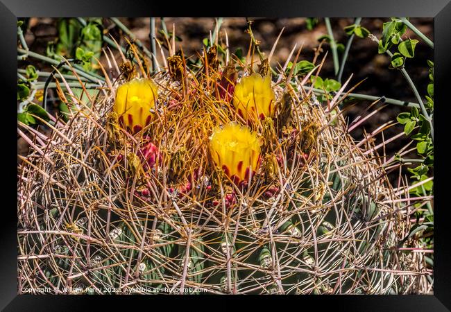 Yellow Blossoms Compass Barrel Cactus Blooming Macro Framed Print by William Perry