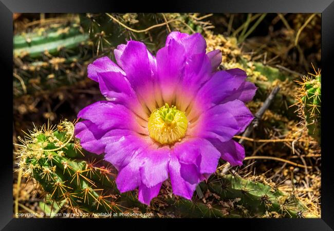 Pink Blossoms Echinocereus Cactus  Framed Print by William Perry