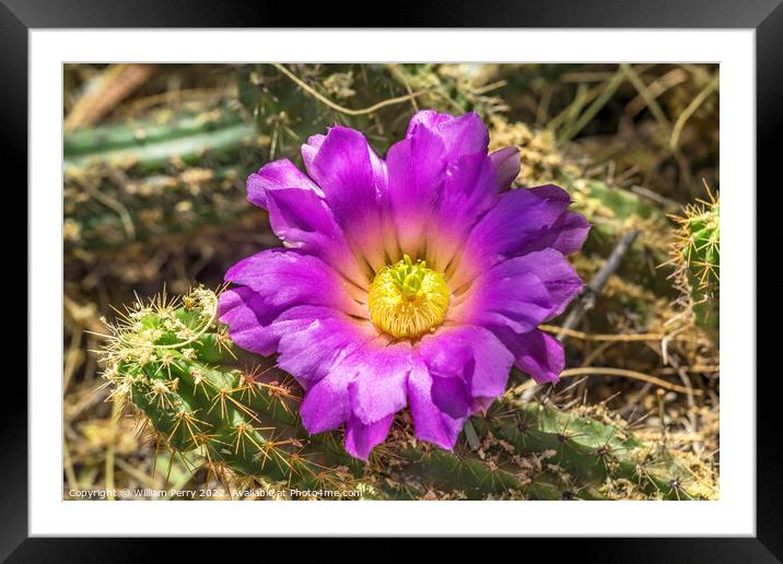 Pink Blossoms Echinocereus Cactus  Framed Mounted Print by William Perry