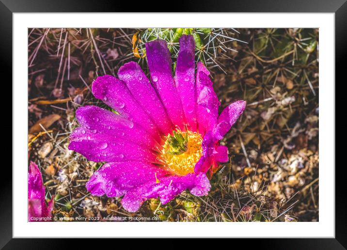 Pink Blossoms Echinocereus Hedgehog Cactus  Framed Mounted Print by William Perry