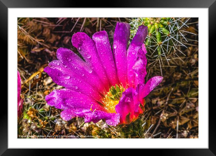 Pink Blossom Echinocereus Hedgehog Cactus  Framed Mounted Print by William Perry