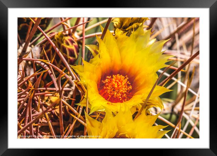 Yellow Blossom Fishhook Barrel Cactus Blooming Macro Framed Mounted Print by William Perry