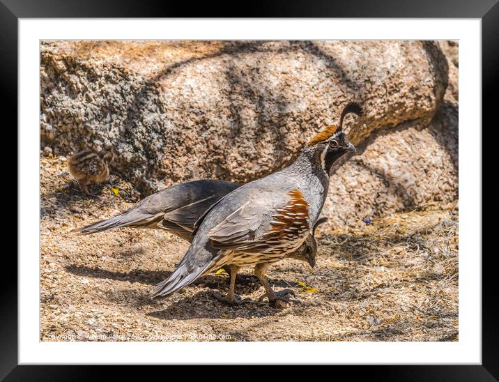 Gambel's Quails Looking for Food Arizona Framed Mounted Print by William Perry