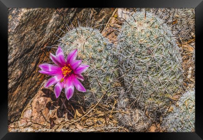 Pink Flower Graham's Nipple Pincushion Cactus Blooming Macro Framed Print by William Perry