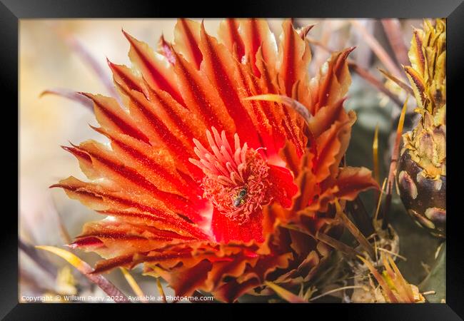 Red Blossom Insect Fishhook Barrel Cactus Blooming Macro Framed Print by William Perry