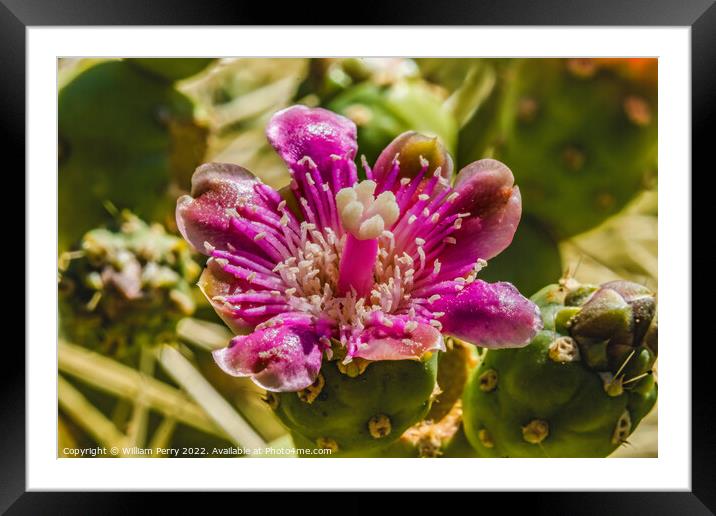 Pink Blossom Chain Fruit Silver Cholla Cactus  Framed Mounted Print by William Perry